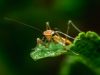 strongmantide-religiosastrong-il-nome-deriva-dal-greco-mantis-cio-profeta-indovino