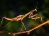 la-mantide-un-predatore-attivo-che-cattura-altri-insetti-e-anche-piccoli-vertebrati