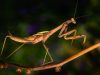 la-mantide-un-predatore-attivo-che-cattura-altri-insetti-e-anche-piccoli-vertebrati