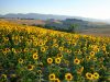 conero-marche-sul-monte-conero-che-in-primavera-inoltrata-e-in-estate-si-riempie-di-campi-dorati-di-girasoli