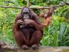 orangutang-del-borneo