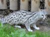 la-genetta-un-carnivoro-della-famiglia-dei-viverridi-diffusa-soprattutto-in-africa-mediterranea-e-subsahariana