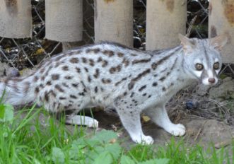 Misteriosa come un gatto, la rarissima genetta è comparsa in Italia, foto