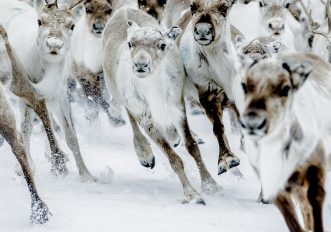 La migrazione delle renne è uno spettacolo, le foto
