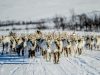 la-migrazione-delle-renne-va-in-scena-a-fine-marzo-in-norvegia