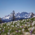 Fioriture di primavera in montagna