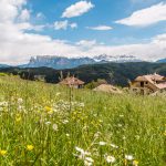 Fioriture di primavera in montagna