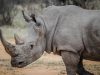 5-rinoceronte-bianco-25-tonnellate-e-in-via-di-estinzione