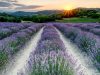 sale-san-giovanni-piemonte-profumi-avvolgenti-e-colori-vibranti-sono-i-protagonisti-della-fioritura-della-lavanda-nel-piccolo-borgo-nel-cuneese