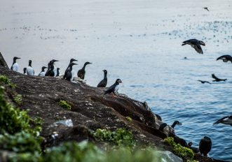 Gli animali selvaggi del Grande Nord, che sembrano di un pianeta alieno, le foto