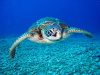 tartaruga-marina-7-specie-a-rischio