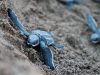 tartaruga-marina-a-rischio-per-il-commercio-delle-uova