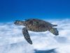 tartaruga-marina-habitat-a-rischio