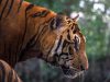 tigre-indonesia