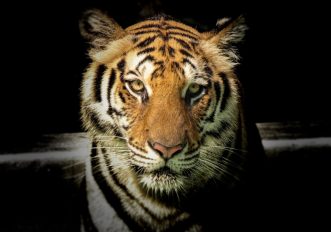Perché questi 10 animali bellissimi e iconici rischiano di estinguersi, le specie in pericolo