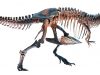 tyrannosaurus-rex-la-forza-di-25-mila-newton