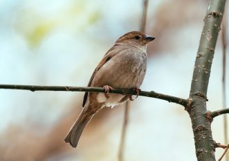 I 10 uccelli dal canto più bello che rischiamo di non sentire più