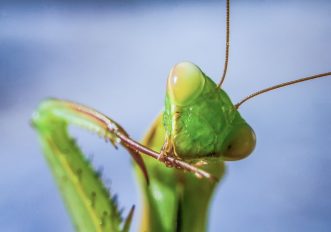 Animali bizzarri che sembrano alieni: la mantide religiosa, foto