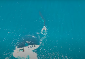 La grande balena dalla schiena curva per uno scontro con una nave, le foto
