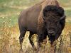 8-bisonte-i-bisonti-possono-diventare-molto-aggressivi-se-si-sentono-minacciati-o-se-vedono-i-loro-cuccioli-in-pericolo