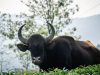 10-bufalo-indiano-980-kg