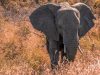 3-elefante-africano-con-525-tonnellate-il-re-degli-animali-a-4-zampe