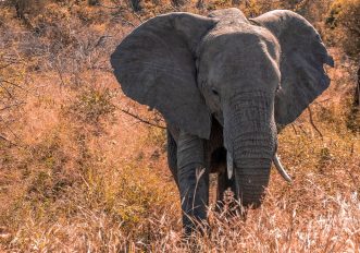 Gli animali più pesanti del mondo, sono sempre di meno, le foto