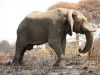 3-elefante-africano-il-pi-pesante-dei-mammiferi-terrestri