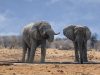 3-elefante-africano-pesa-come-75-uomini