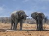 3-elefante-africano-525-tonnellate