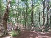 cammino-di-san-francesco-di-paola-nelle-foreste-calabresi