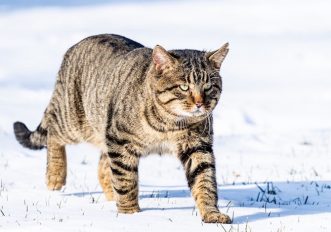 gatti-buoni-aggressivi