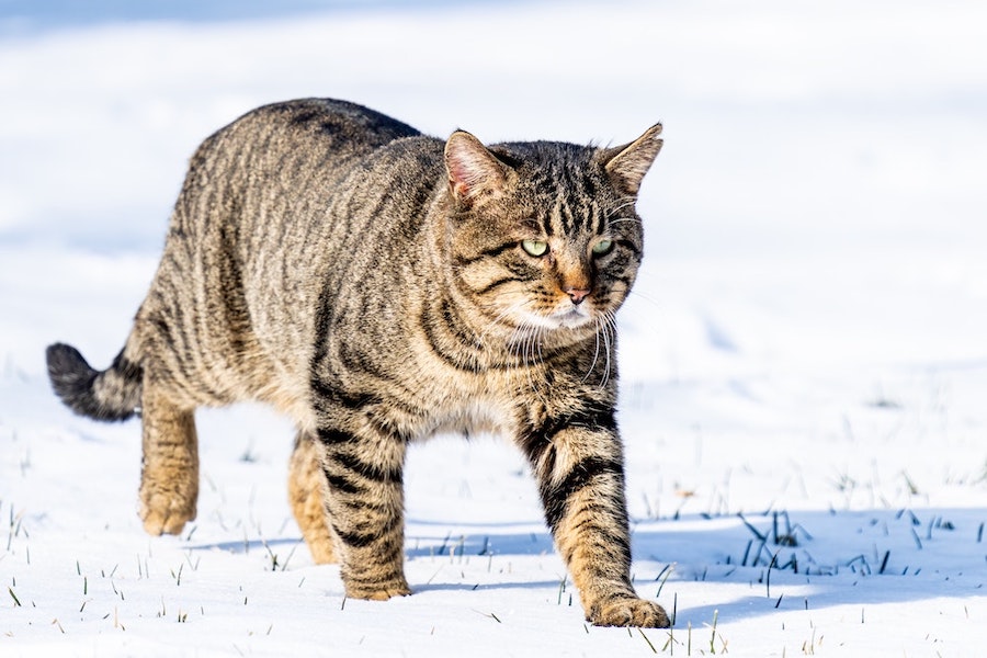 I gatti più aggressivi del mondo, le foto