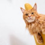 gatto-maine-coon