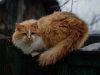 il-gatto-siberiano-ha-un-triplo-mantello-molto-spesso