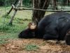 11-il-gaur-parente-del-bufalo-indiano-arriva-a-850-kg