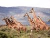 8-giraffa-14-tonnellate