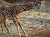 8-giraffa-longilinea-ma-pesante