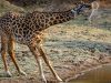 8-giraffa-longilinea-ma-pesante