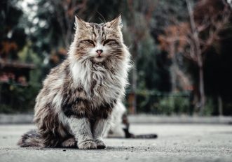 i-6-gatti-piu-grandi-del-mondo-le-razze-docili-e-affettuosi-da-tenere-in-casa-le-foto