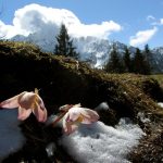 Fioriture di primavera in montagna