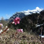 Fioriture di primavera in montagna