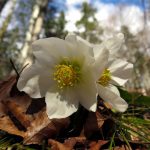 Fioriture di primavera in montagna