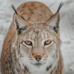 la-lince-torna-in-italia-resistera-allestinzione-le-foto