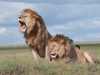 4-leone-i-leoni-sono-animali-molto-territoriali-e-possono-diventare-aggressivi-se-sentono-che-il-loro-territorio-minacciato