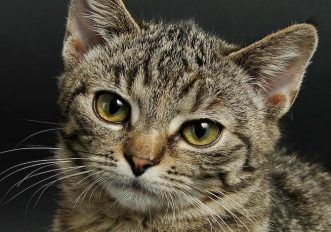occhi-dei-gatti-perche-hanno-dei-colori-speciali-e-vedono-al-buio-le-foto
