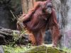 9-orango-alcuni-tipi-di-oranghi-possono-diventare-aggressivi-se-si-sentono-minacciati-o-se-si-trovano-in-una-situazione-di-stress