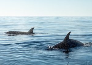 orche-assassine-mangiano-squali