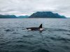 orca-assassina-2812-kg-per-centimetro-quadrato