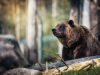 3-orso-grizzly-il-grizzly-possono-essere-molto-territoriali-e-aggressivi-se-si-sentono-minacciati-o-se-vedono-i-loro-cuccioli-in-pericolo
